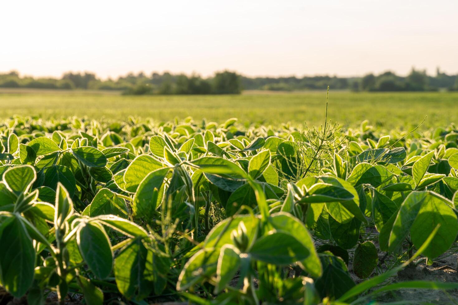 A field of green plants with sunlight shining on them photo