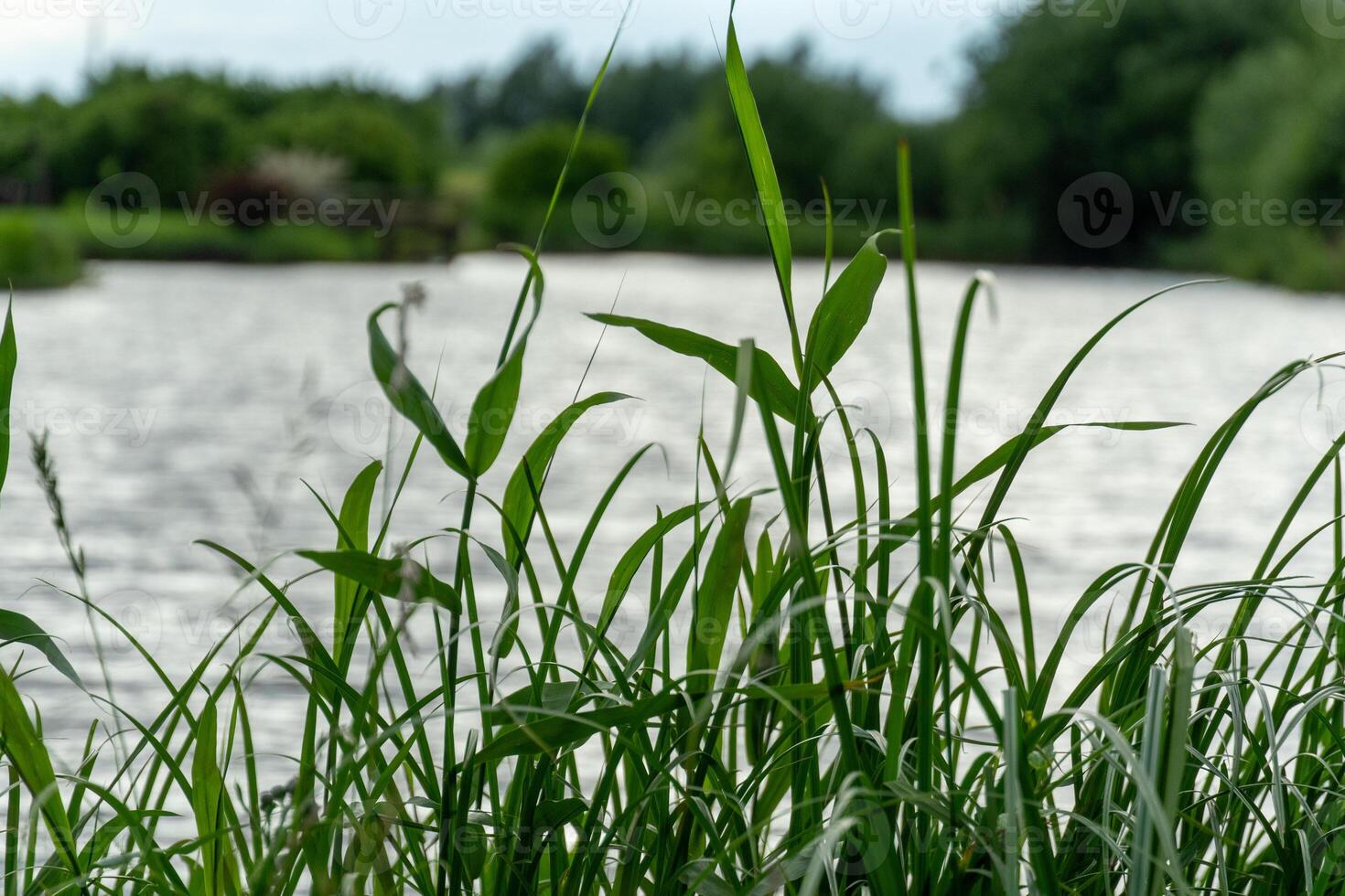 Lush green grass stands tall along the riverbank as gentle breezes ripple the water surface, creating a calming atmosphere in the early afternoon light photo