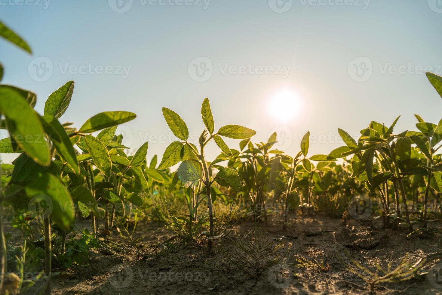 Bright sunlight illuminates a vibrant soybean field, showcasing young plants thriving in the farm's fertile soil during a warm day in spring photo