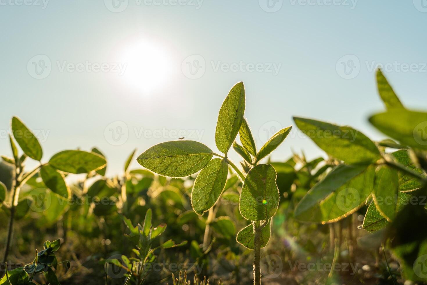 New soy seedlings stretch towards the sun, basking in the warm morning light. The lush green field represents the promise of a fruitful harvest ahead photo