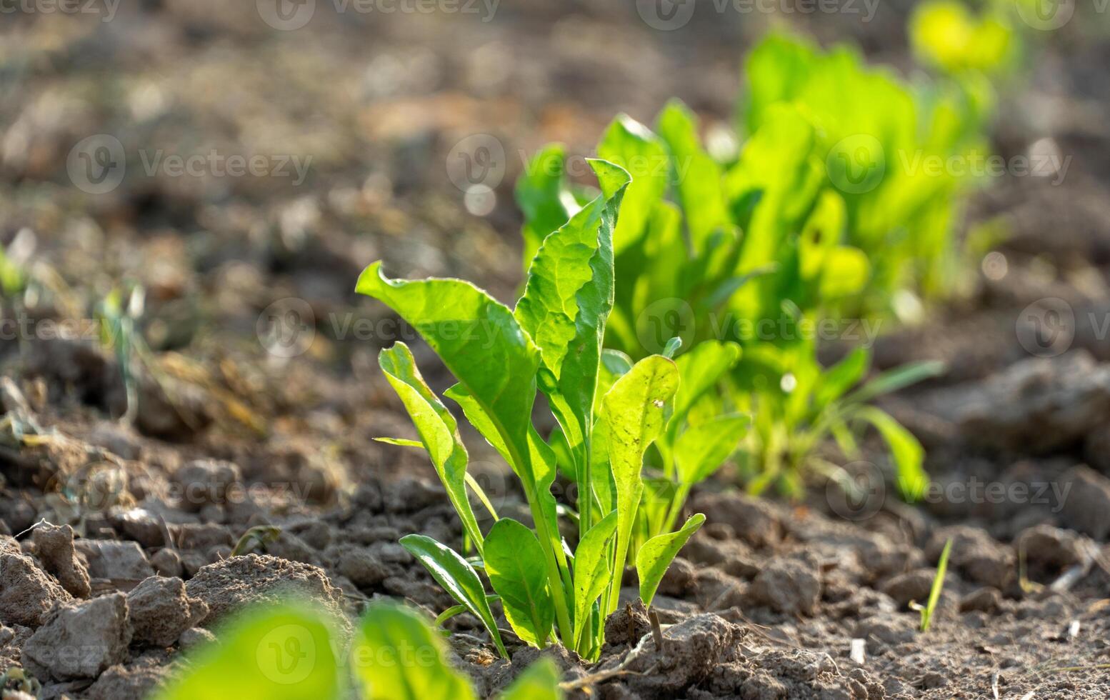 Healthy beetroot seedlings thrive in rich, dark soil under warm sunlight, showcasing bright green leaves that signal robust growth and cultivation photo