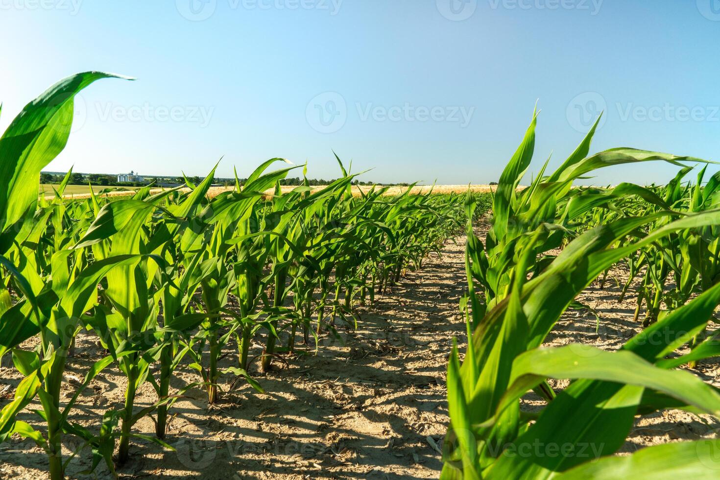 Rows of lush green corn plants stretch across a sunny field, highlighting the growth of crops in a farming area during a clear day photo