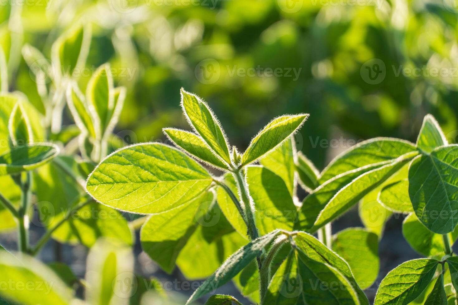 Healthy soybean plants flourish in a lush green field, basking in sunlight. The vibrant leaves indicate strong growth, ideal conditions for agricultural success photo