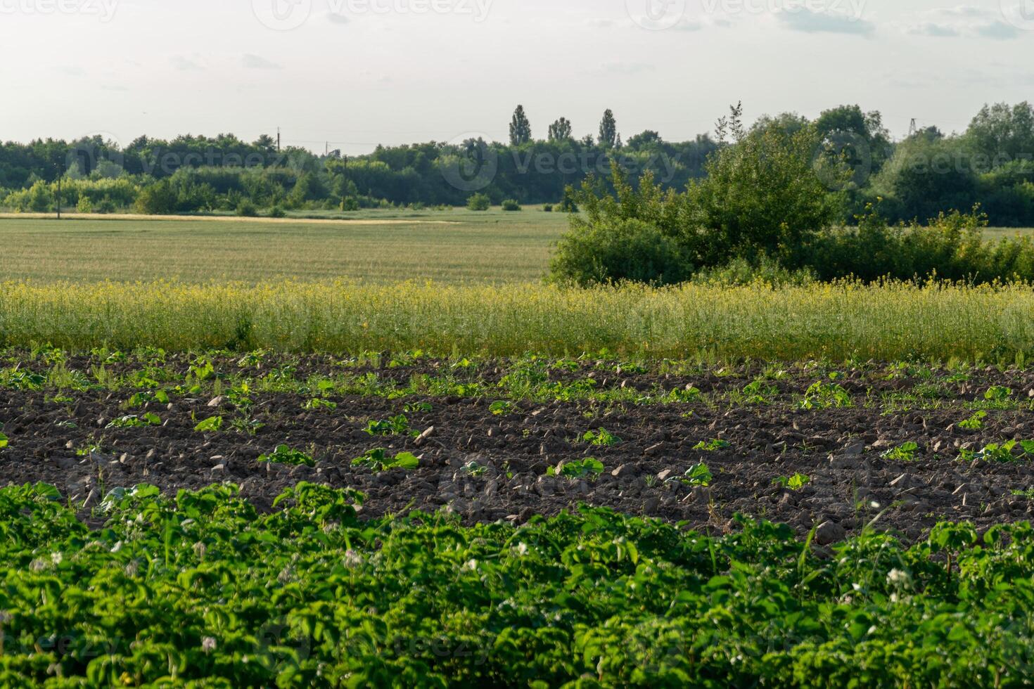 A vast field of blooming mustard flowers contrasts with dark soil and lush greenery in the distance, illuminated by soft, warm light during late afternoon photo