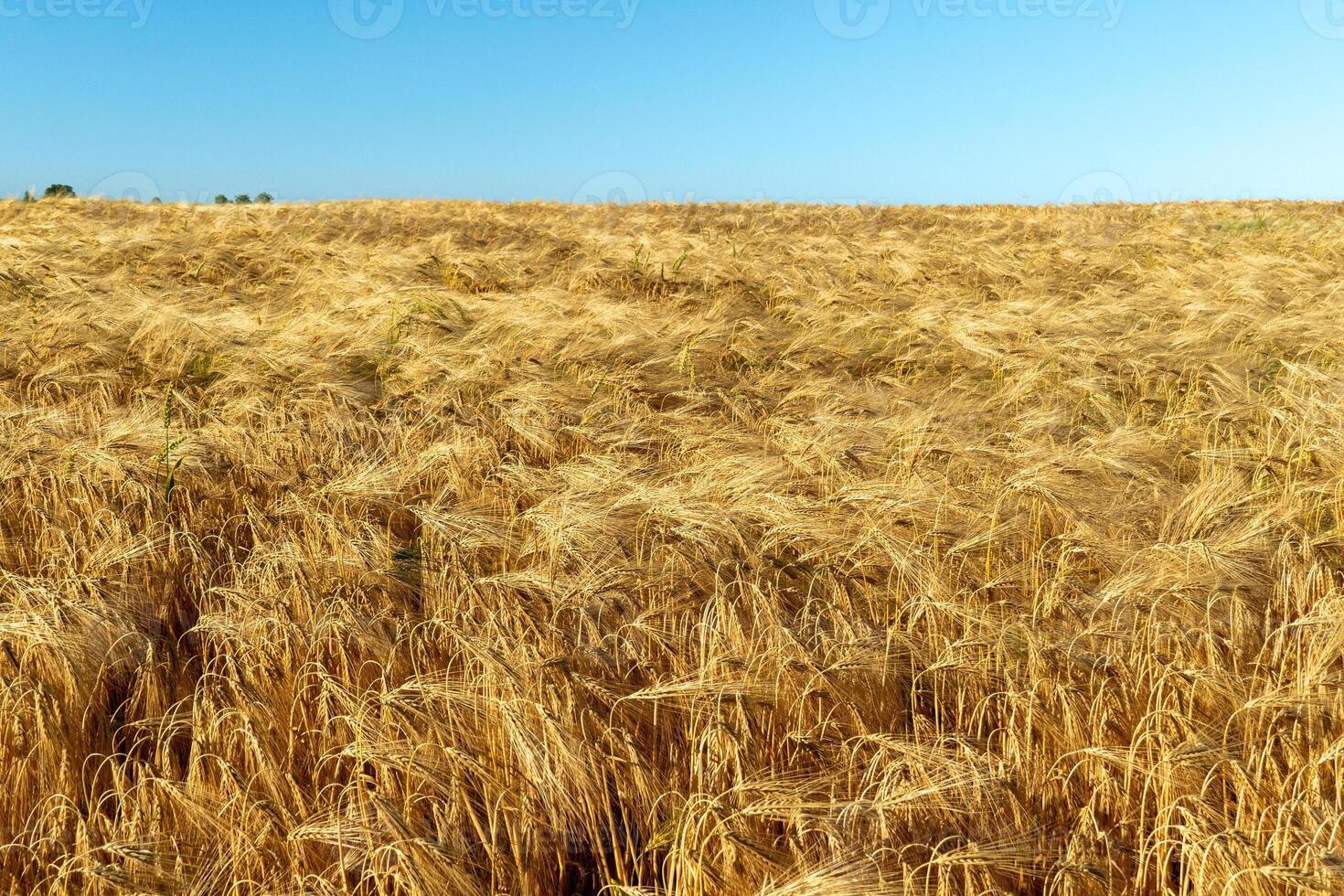 Expansive golden wheat field stretches under a bright blue sky. The golden grains sway gently in the breeze, highlighting the harvest's abundance and beauty photo