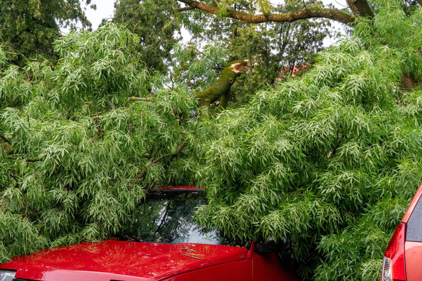 A red car is parked under a tree photo