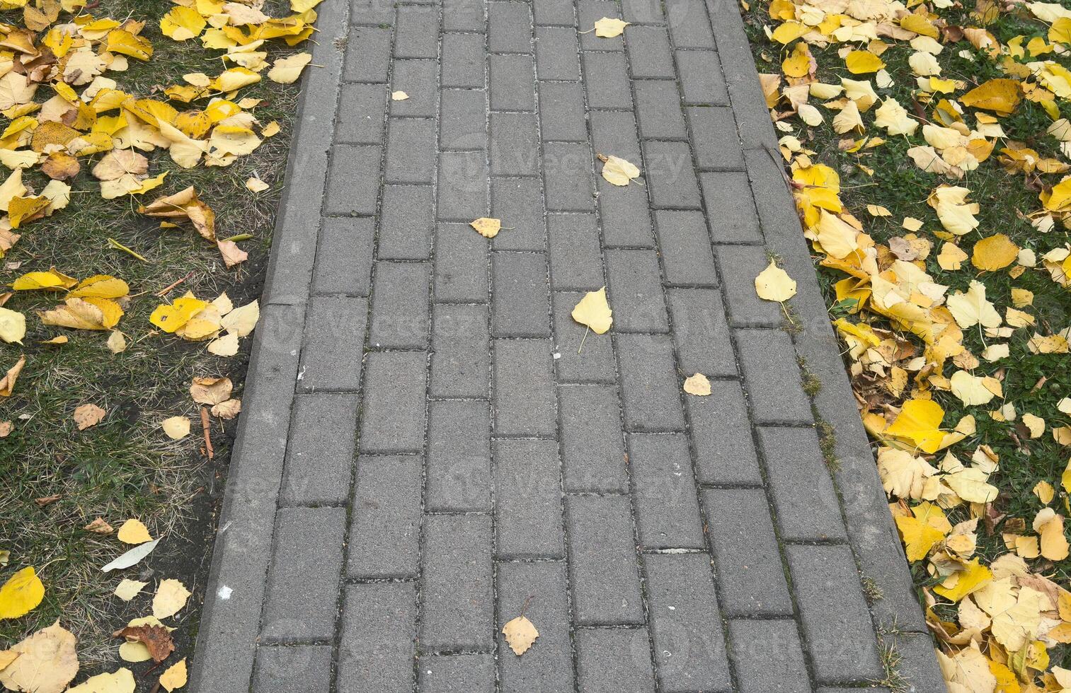 golden maple leaves on the ground in fall photo