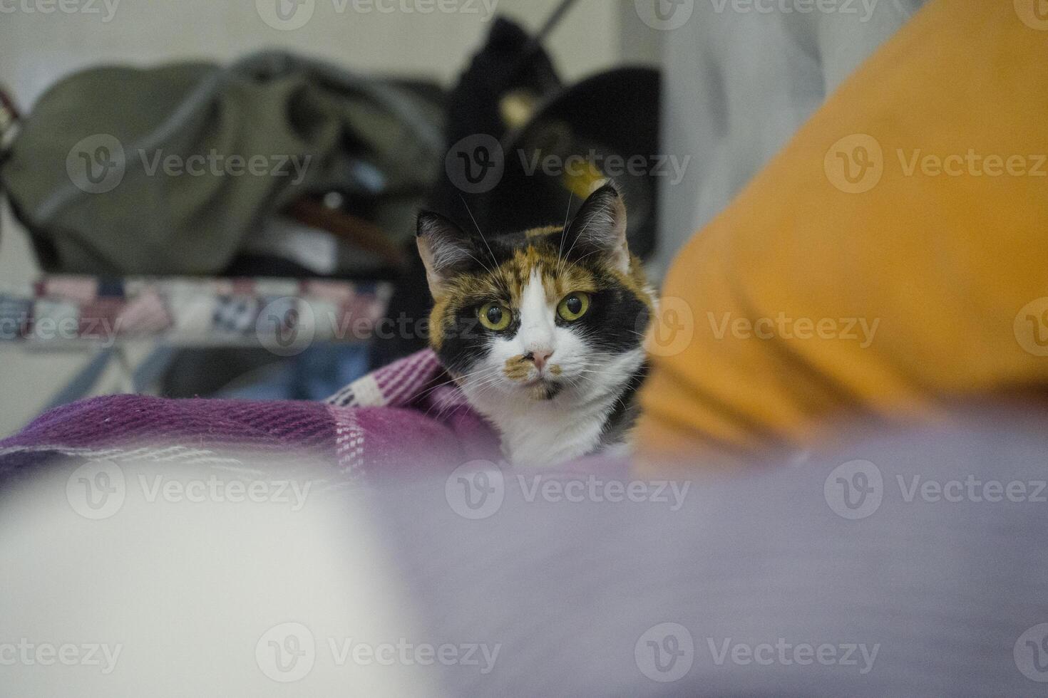 Calico cat with striking green eyes is resting on a colorful blanket, surrounded by soft textures and cozy home environment, showcasing feline curiosity and charm photo
