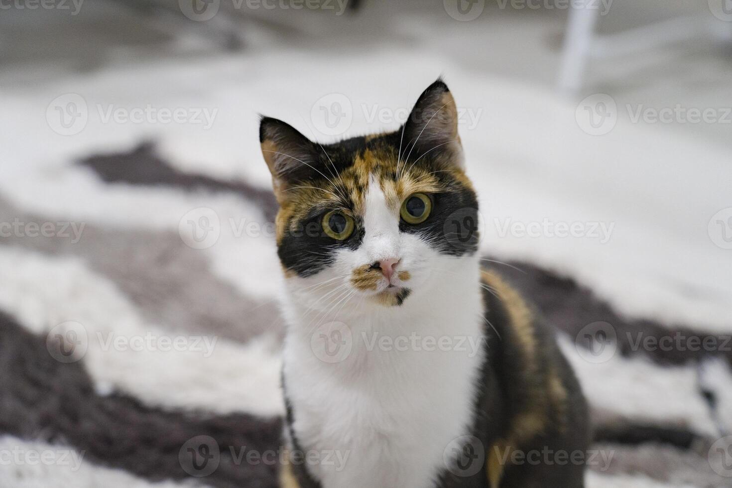 Domestic cat with a calico coat, sitting on a soft rug in a cozy indoor environment, showcasing its curious expression and vibrant fur patterns photo