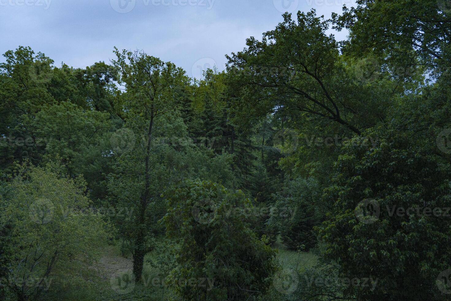 Lush green forest landscape featuring a variety of trees and dense foliage under a cloudy sky, creating a serene and tranquil natural environment for outdoor enthusiasts photo