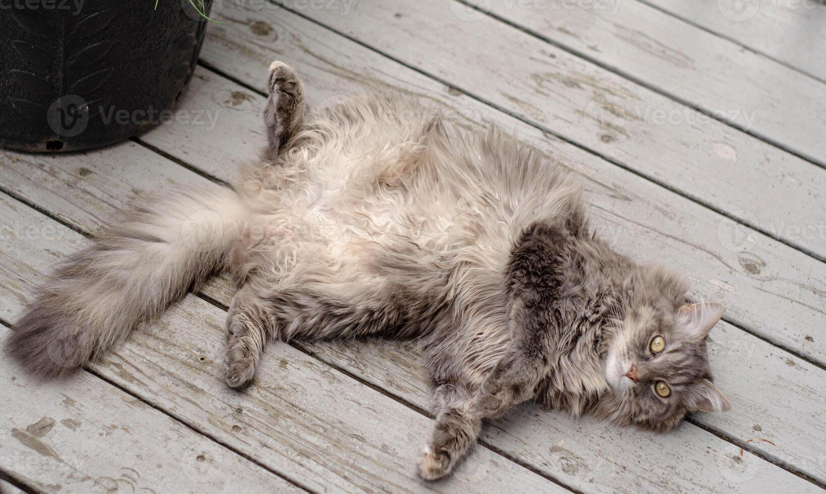 Fluffy Grey Cat Relaxing on Wooden Deck Outdoors photo