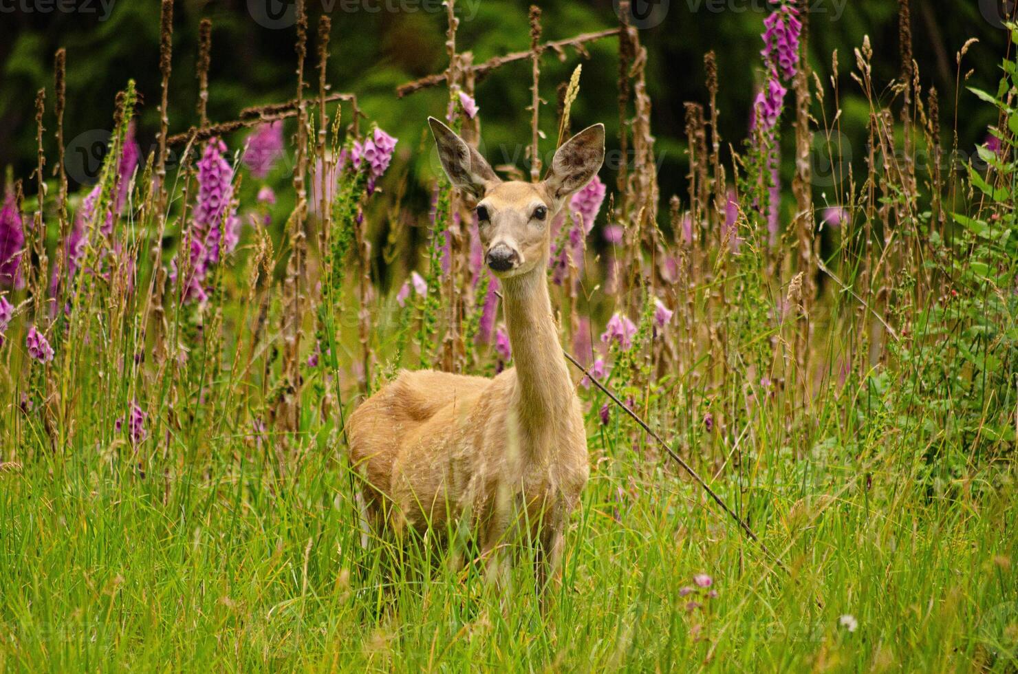 Watchful Deer Standing at Forest Edge photo