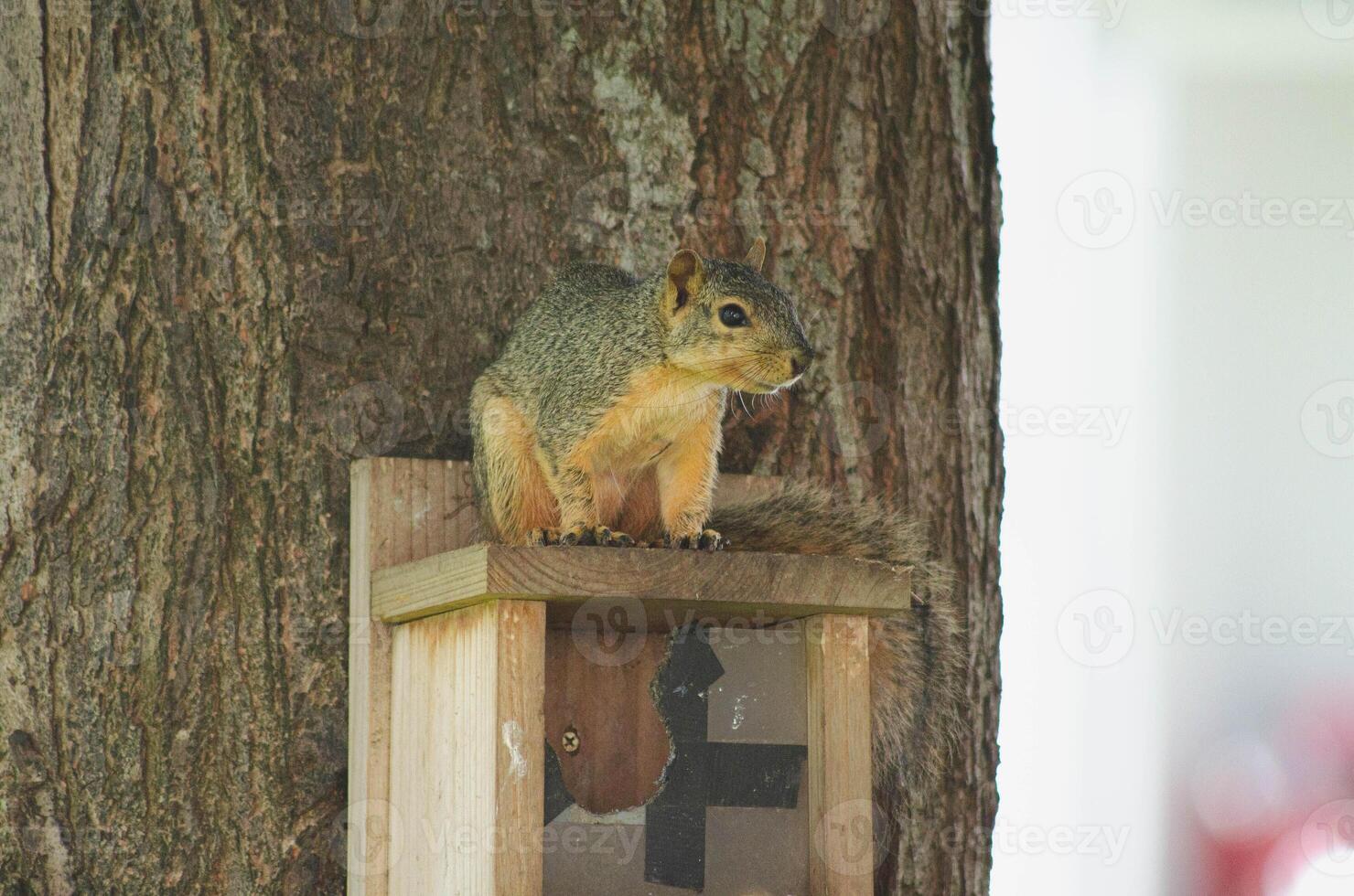 Wild Forest Squirrel Resting on Rustic Handmade Woodhouse Nest Box in Nature photo