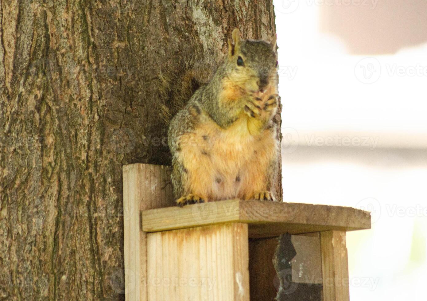 Squirrel on Tree Stump in Morning Light photo