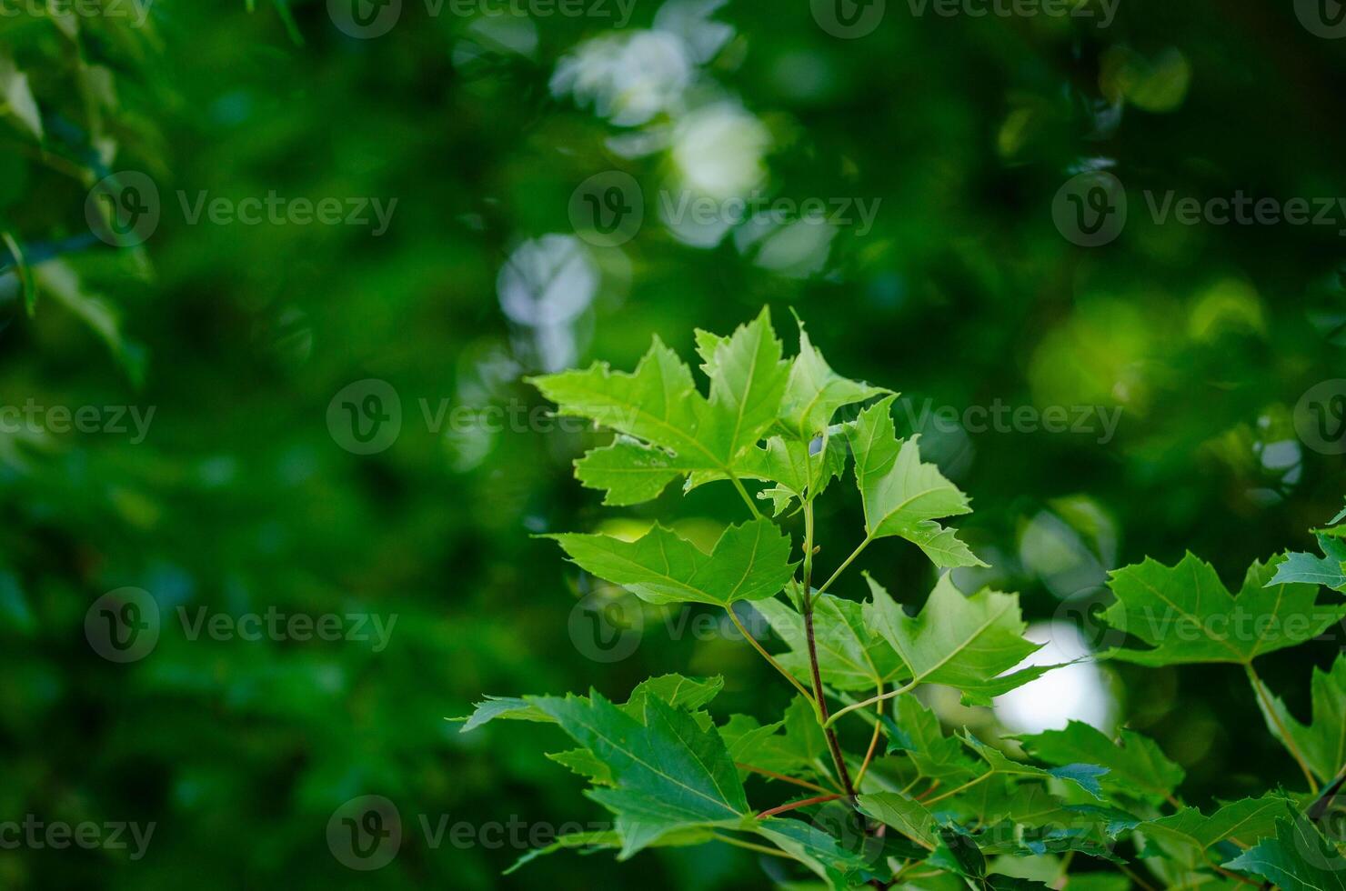 Green Maple Leaves Against Blurred Forest Background photo