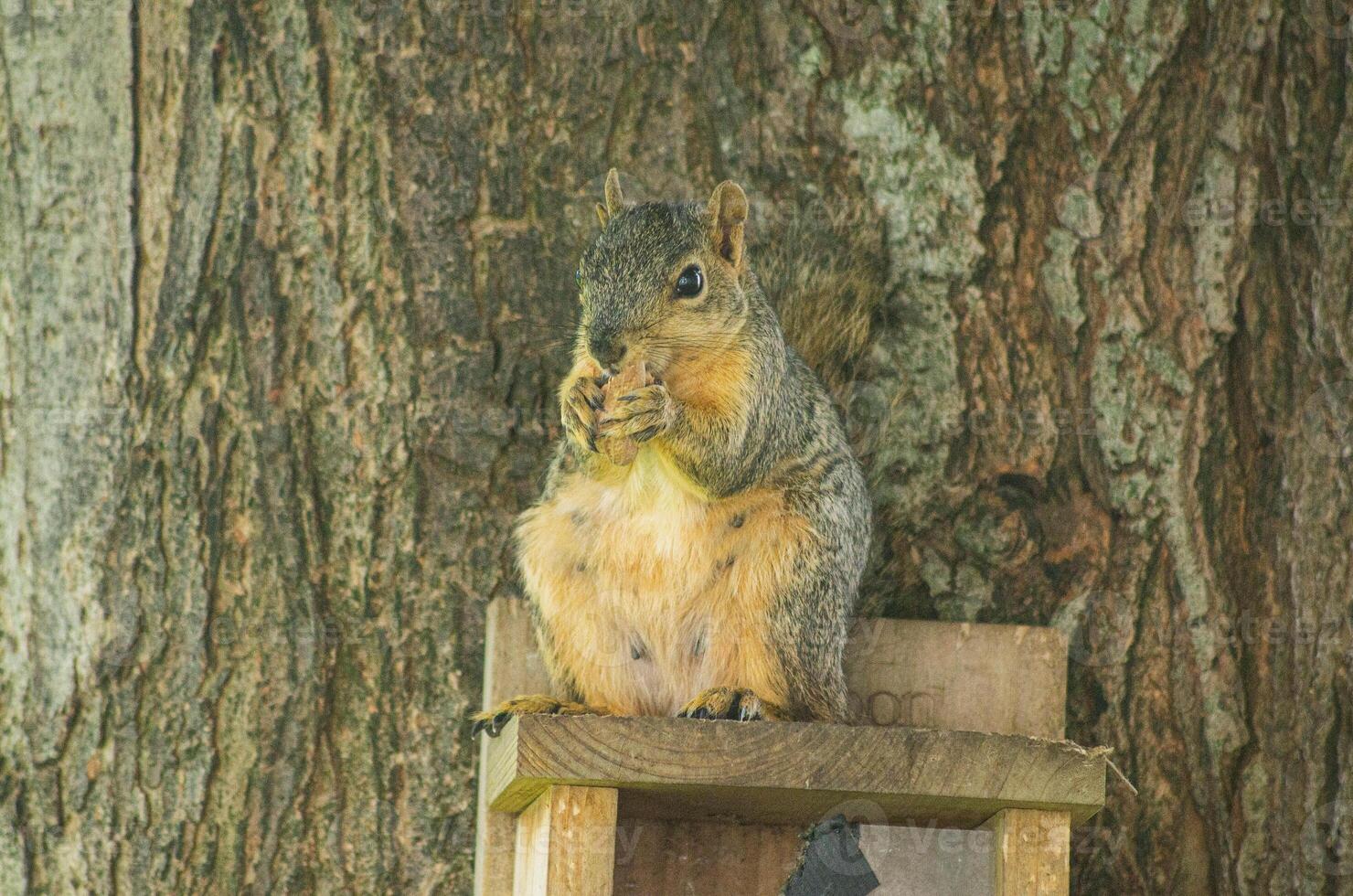 Curious Squirrel on Tree Branch in Forest photo