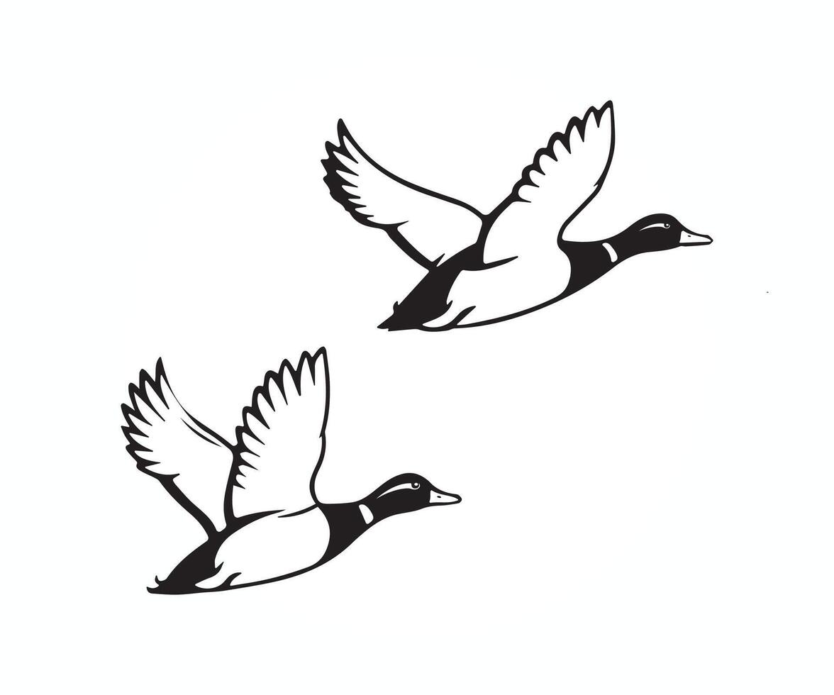 two ducks flying in the air on a white background, flying duck illustration vector