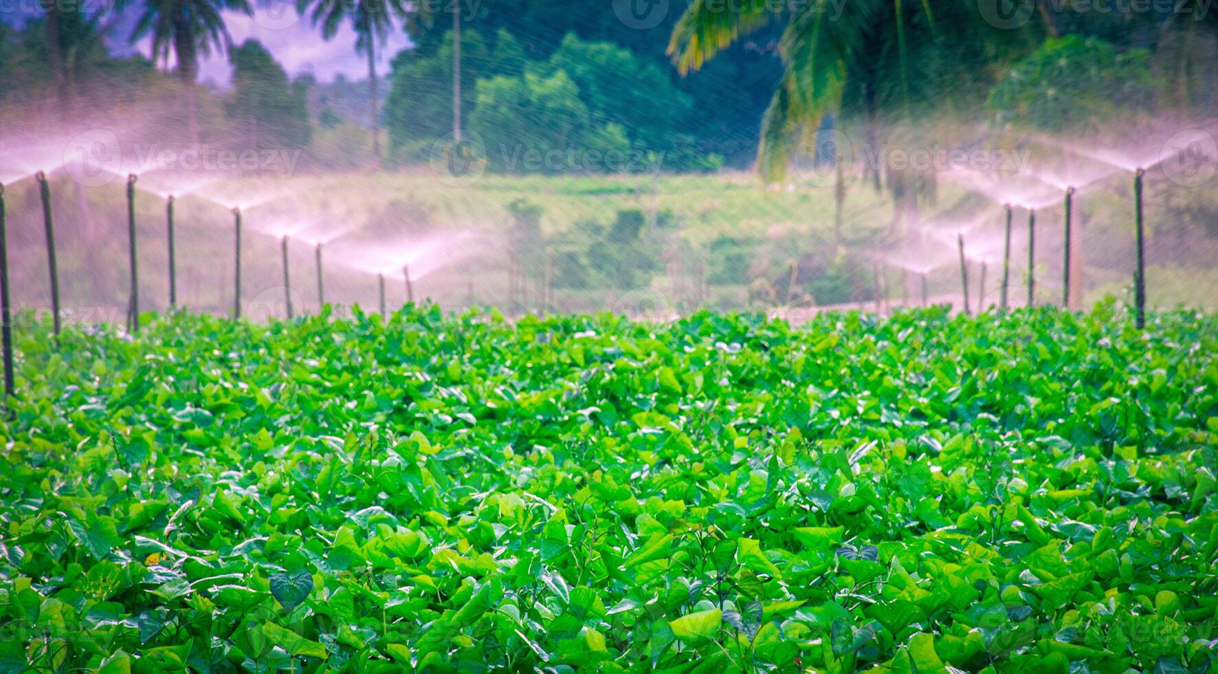 Water sprinkler system working in a green vegetable garden photo