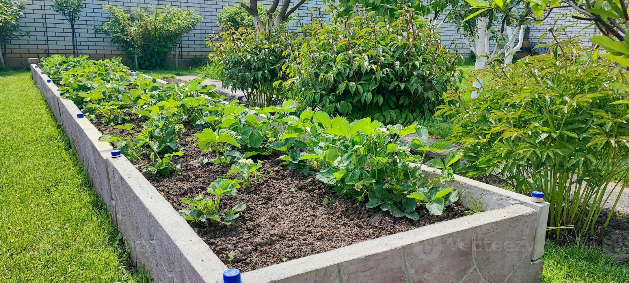 Raised a garden beds with young plants in organized backyard. home gardening, sustainability and eco lifestyle photo