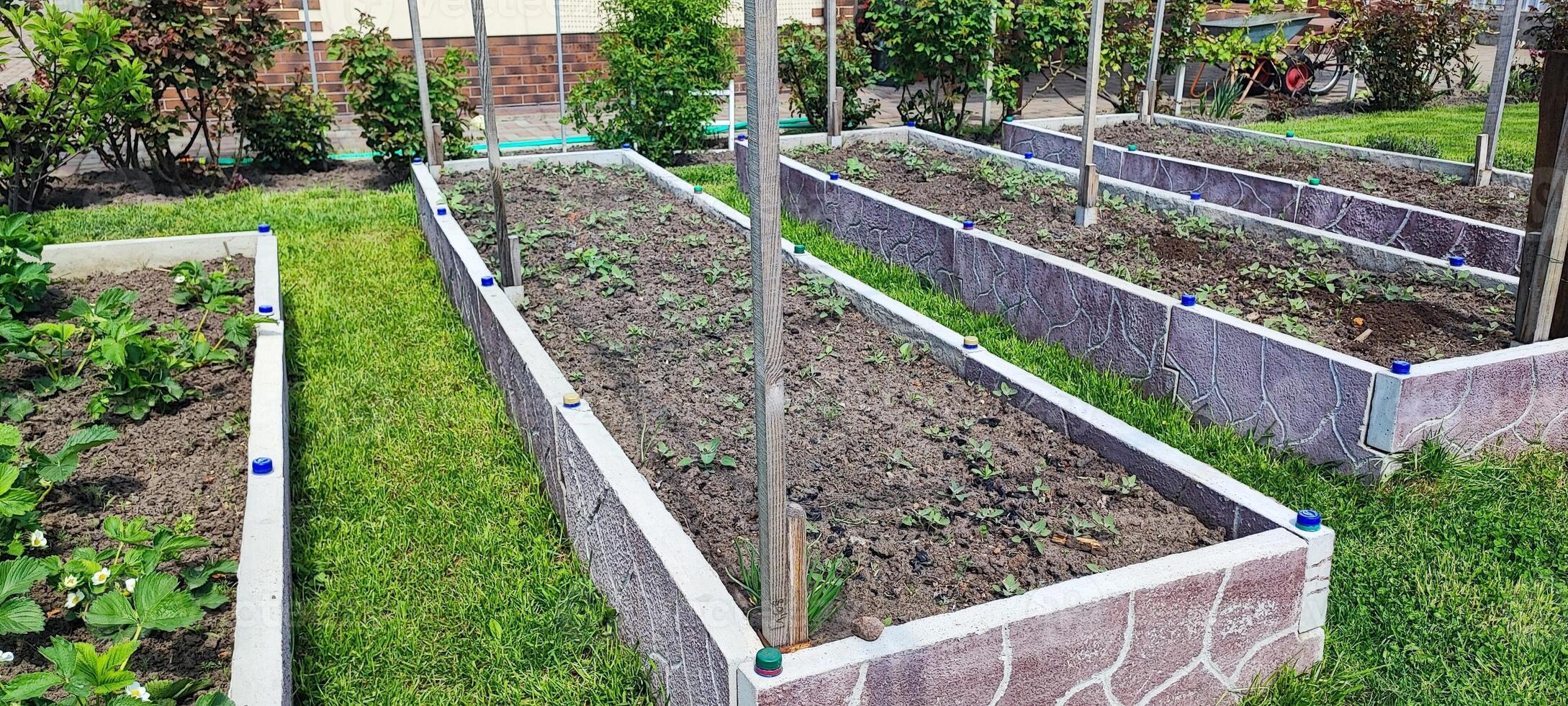 a Raised garden beds with young plants in organized backyard. home gardening, sustainability and eco lifestyle photo