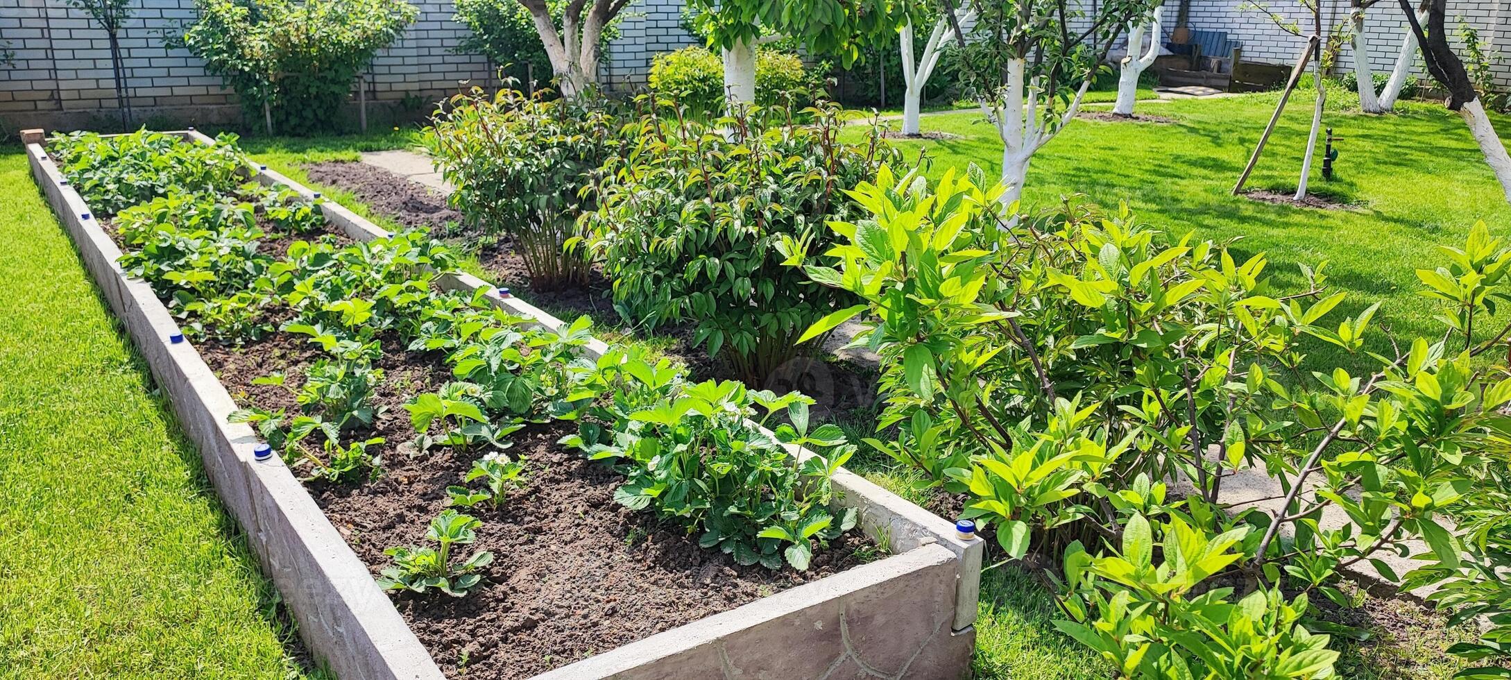 Raised garden beds a with young plants in organized backyard. home gardening, sustainability and eco lifestyle photo