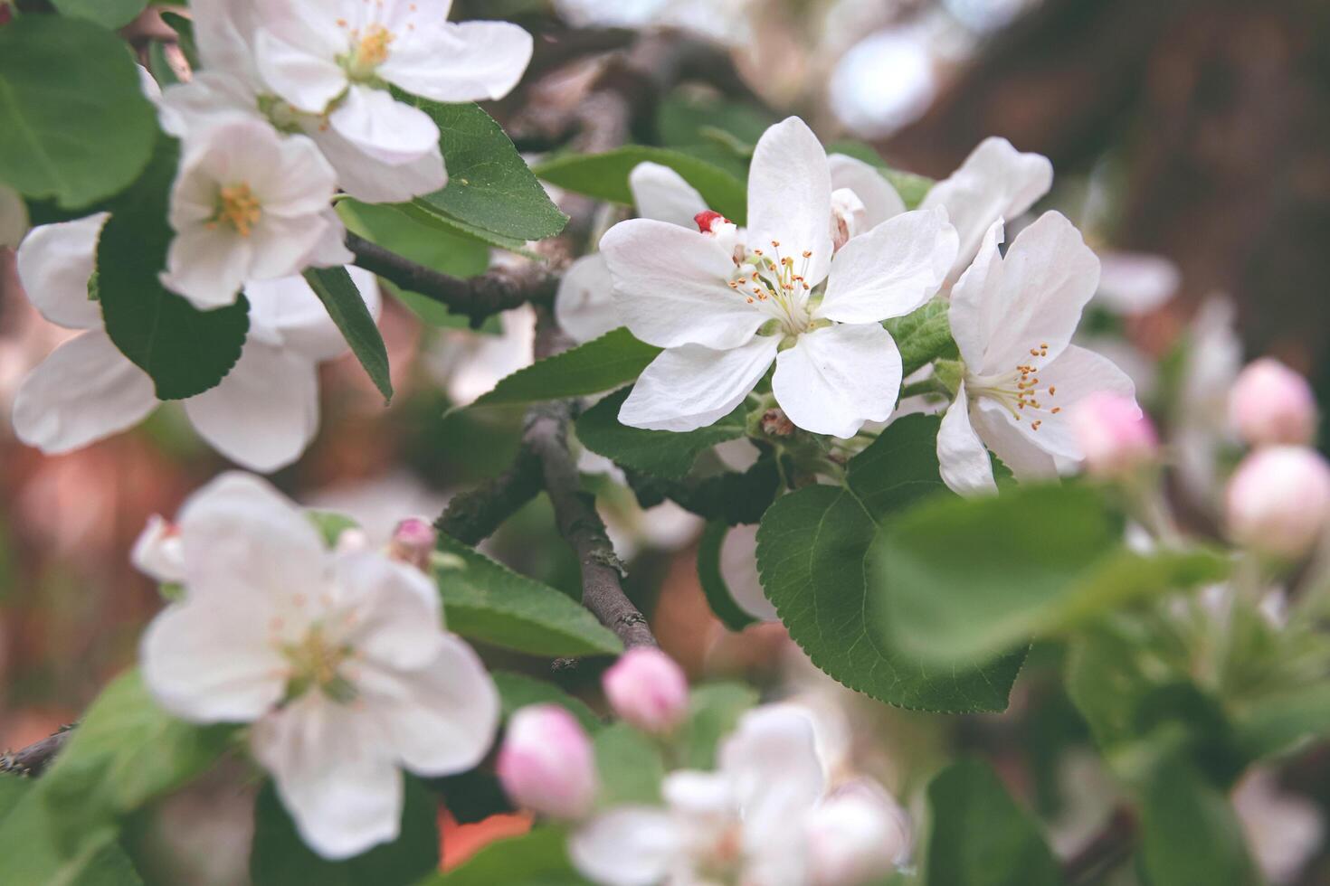 Fowers of the cherry or apple blossom. Sakura flower photo