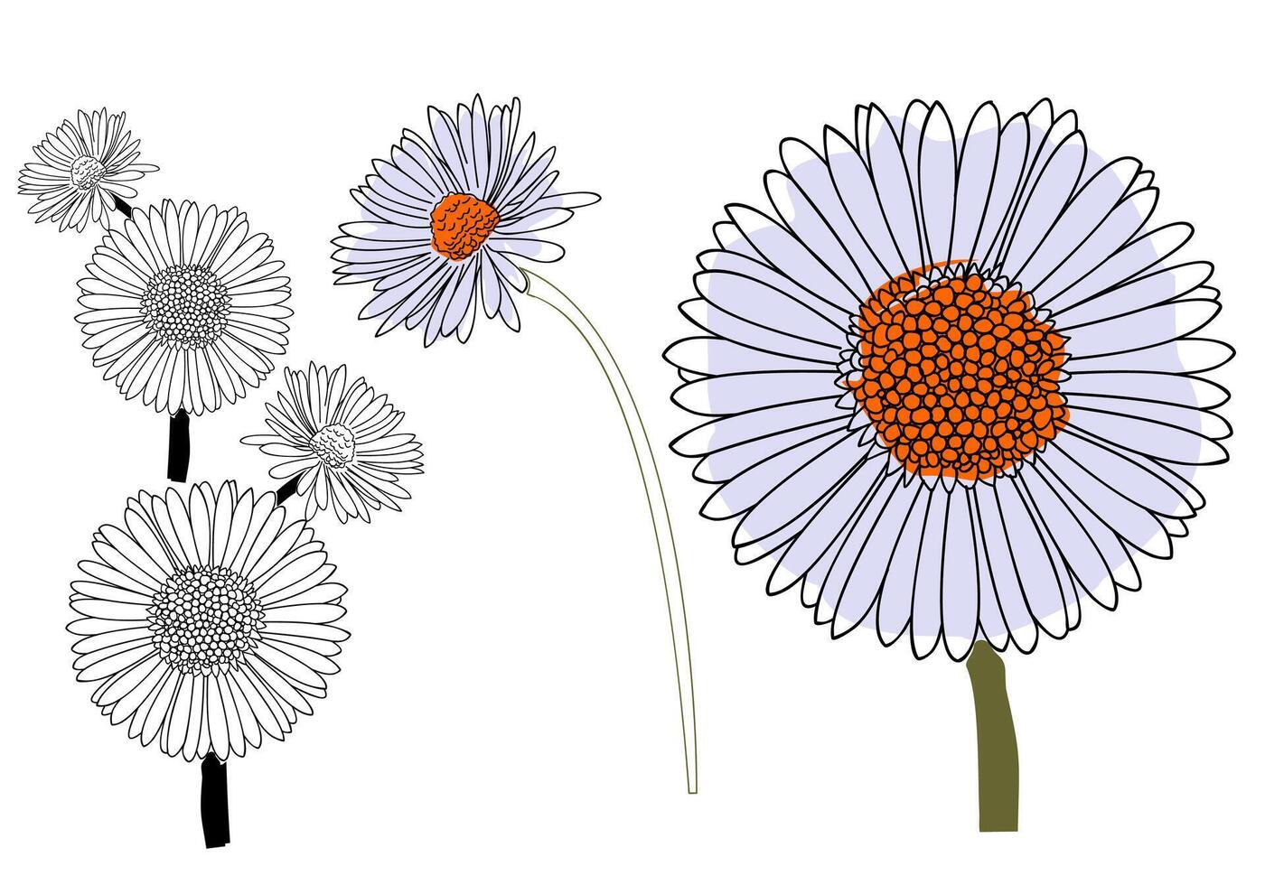 Hand Drawn Daisy Flower Illustration with Colored and Outline Petals for Botanical Art Floral Design and Nature Decoration vector