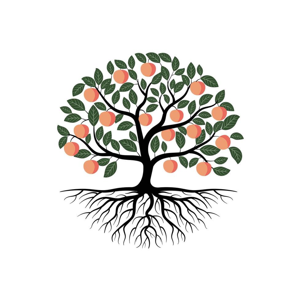 Fruitful Peach Tree with Roots Illustration vector