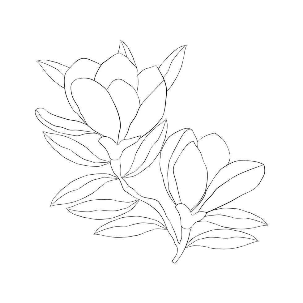 Magnolia Outline Drawing, Elegant Magnolia Line Art Illustration vector
