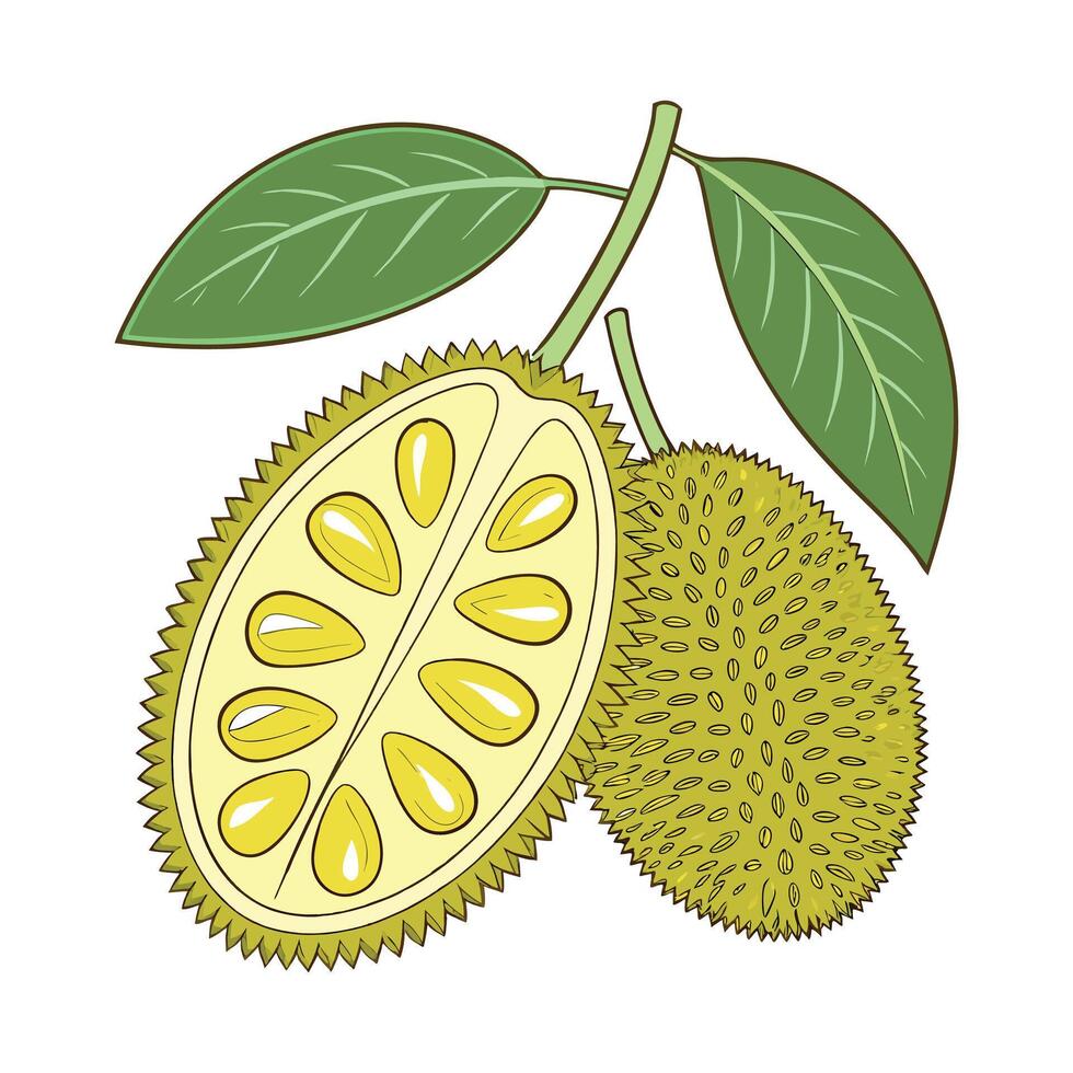 Jackfruit art illustration vector