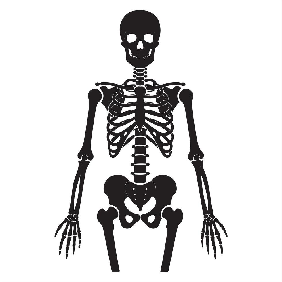 A full human skeleton displayed against a clean white background vector