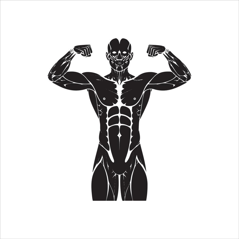 Stylized muscular male bodybuilder flexing biceps with detailed anatomy vector