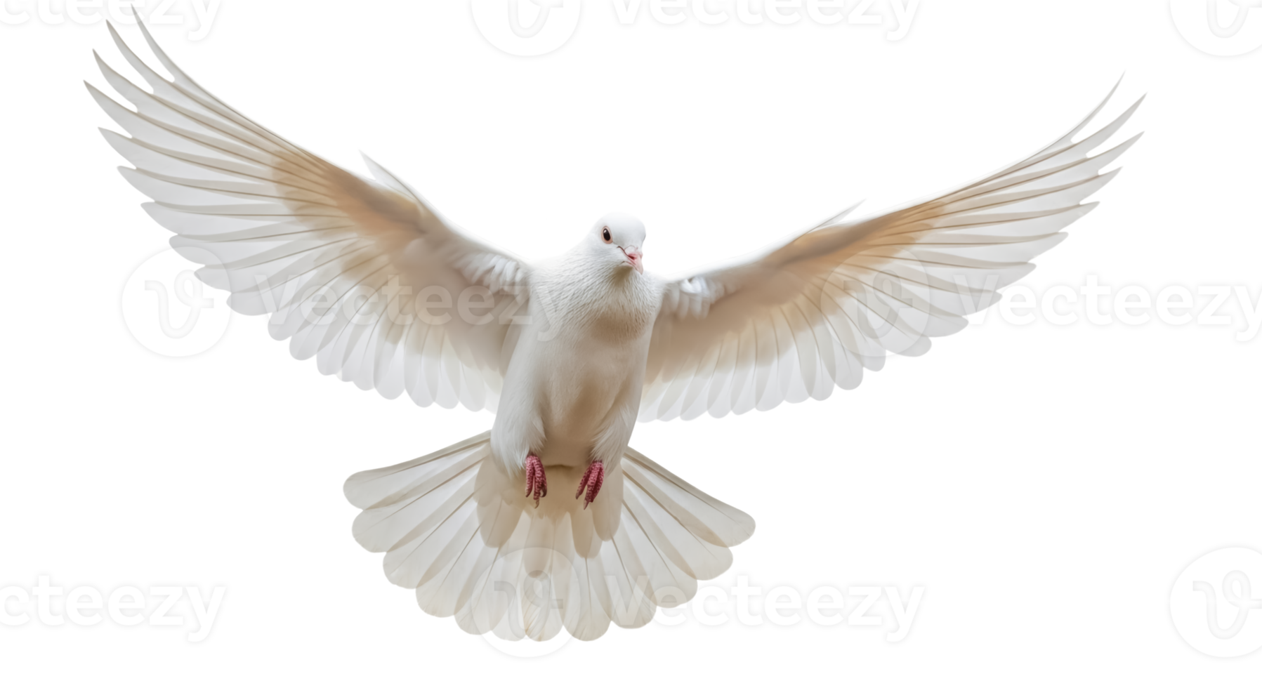 White dove in mid-flight with wings fully spread isolated on transparent background png