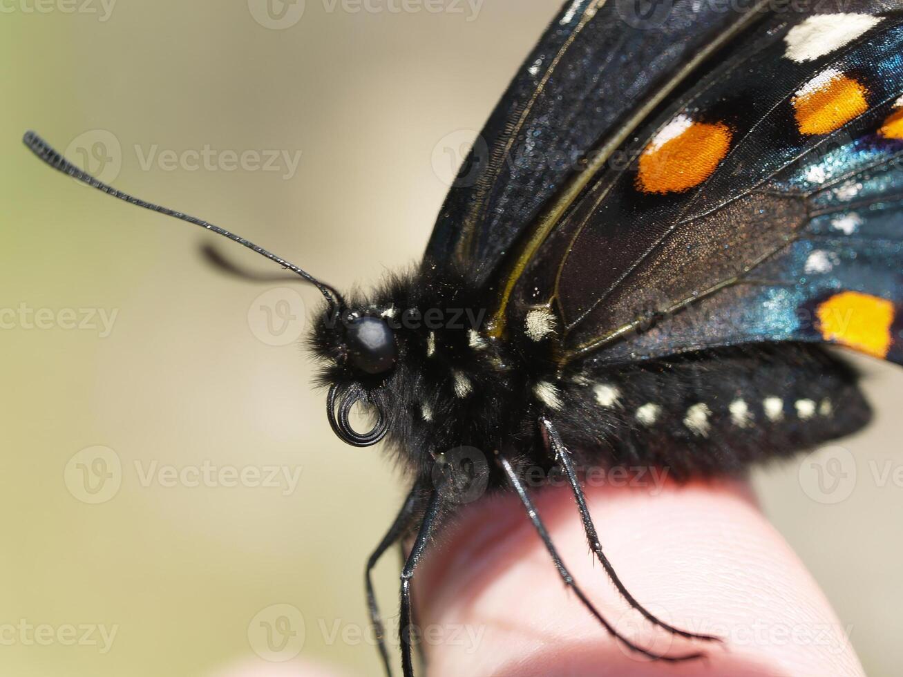 Tight Shot Of Black Butterfly On Finger photo