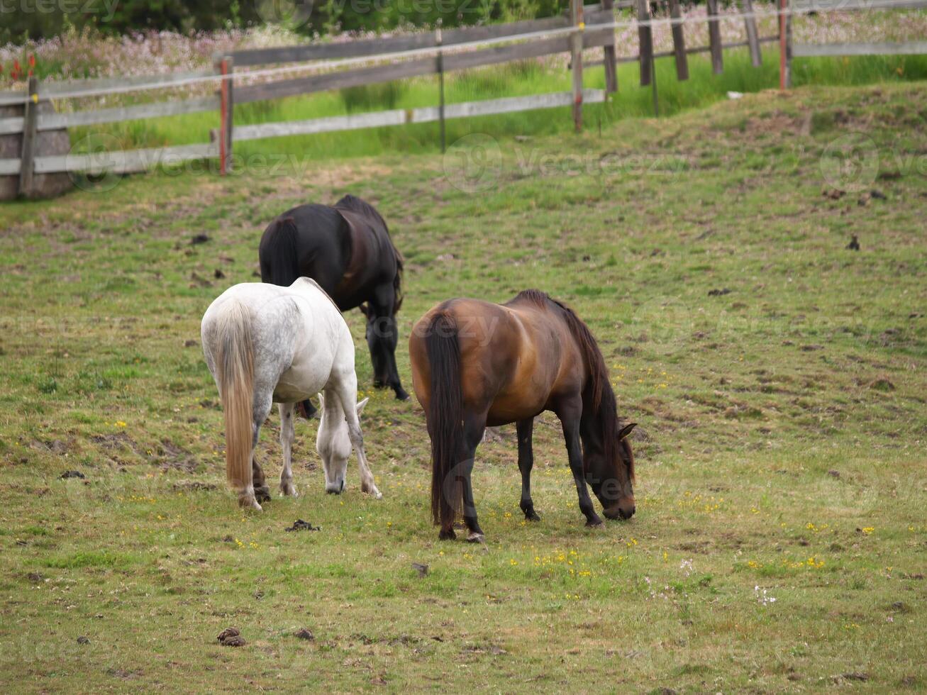 Three Horses Eating In Green Grass Field photo