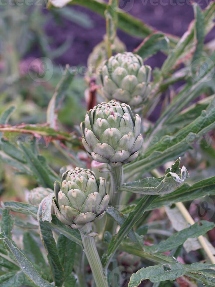 Artichoke Plants Growing In Commercial Field photo