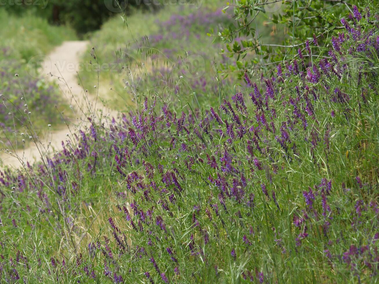 Purple Lupine Flowers On Green Stalks Along Trail photo
