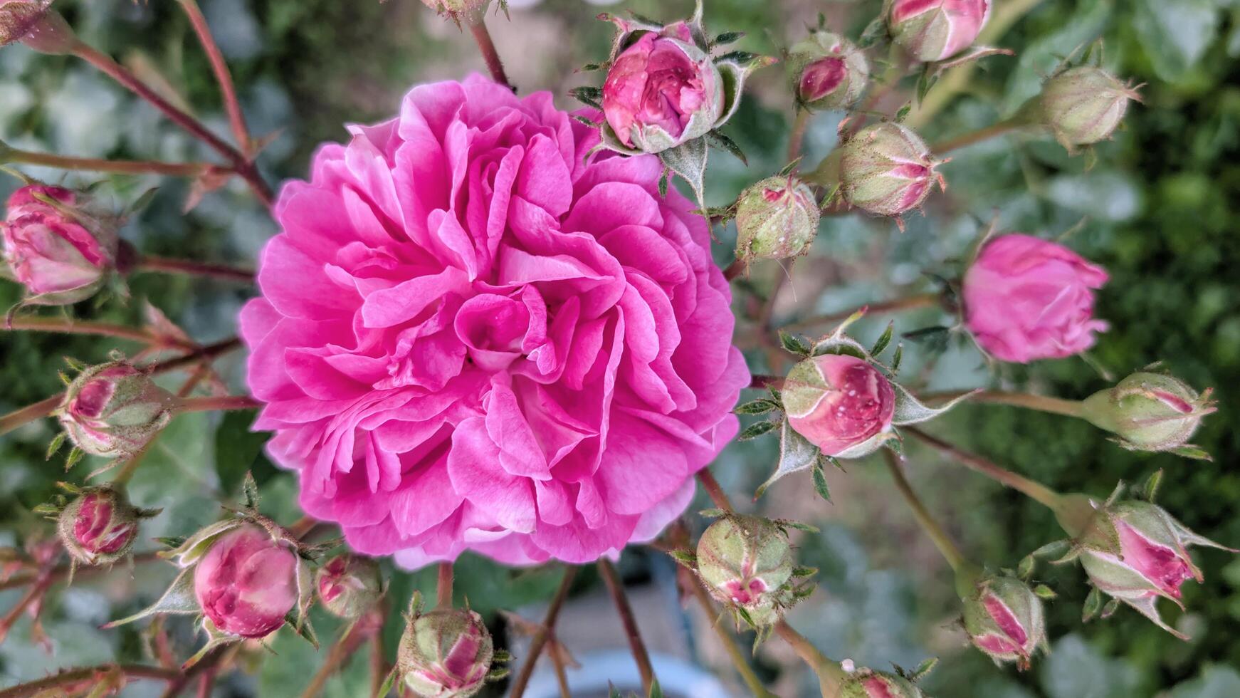Beautiful Pink Rose in Full Bloom with Surrounding Rosebuds, Top View Floral Photography, flowers background photo