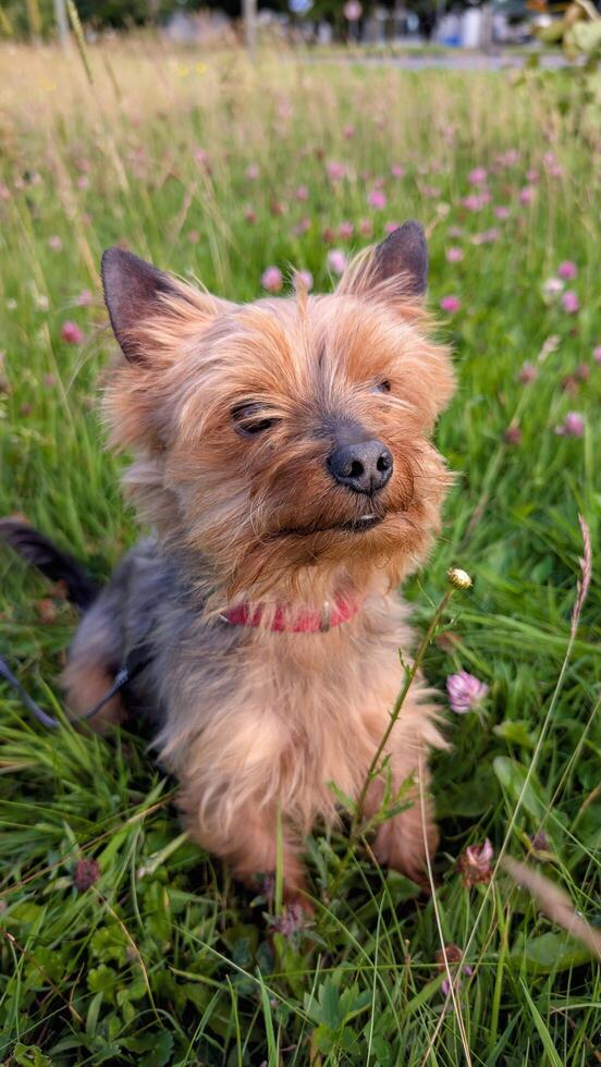 Adorable Yorkshire Terrier Sitting in a Sunny Meadow Full of Wildflowers and Grass, animals and pets background photo