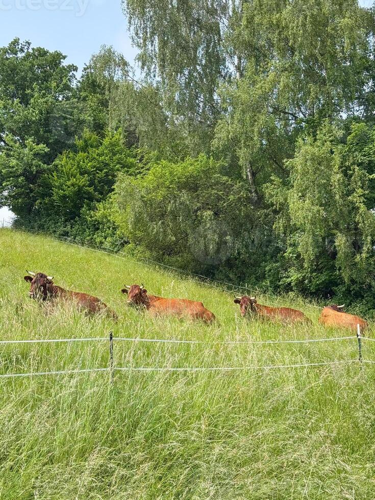 Peaceful Cows Grazing in Lush Green Pasture photo