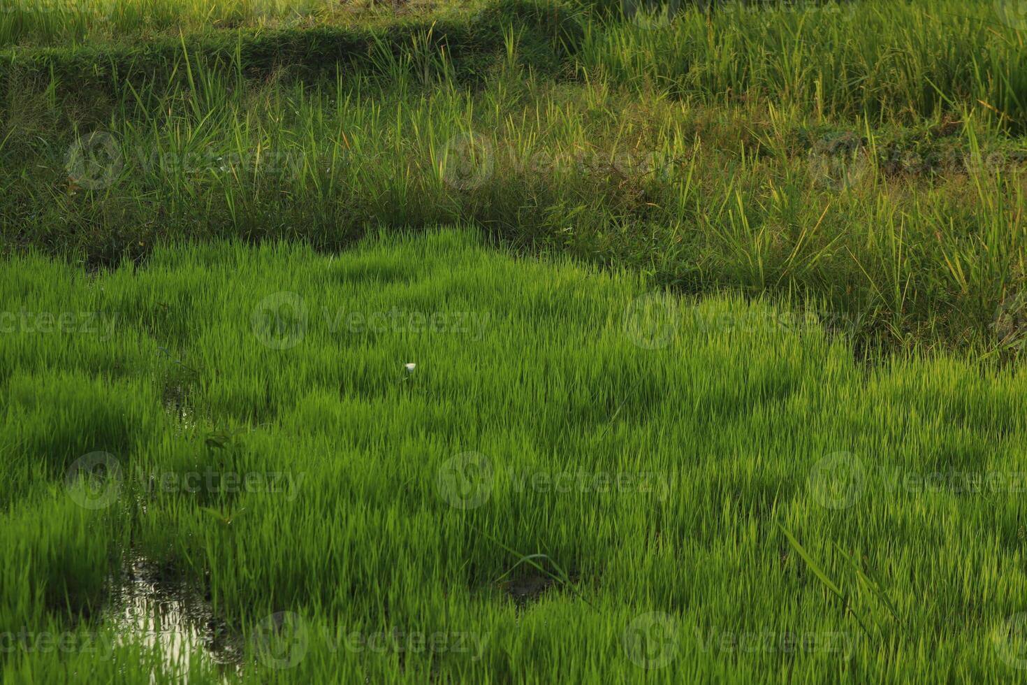 young rice plant or rice seedling photo
