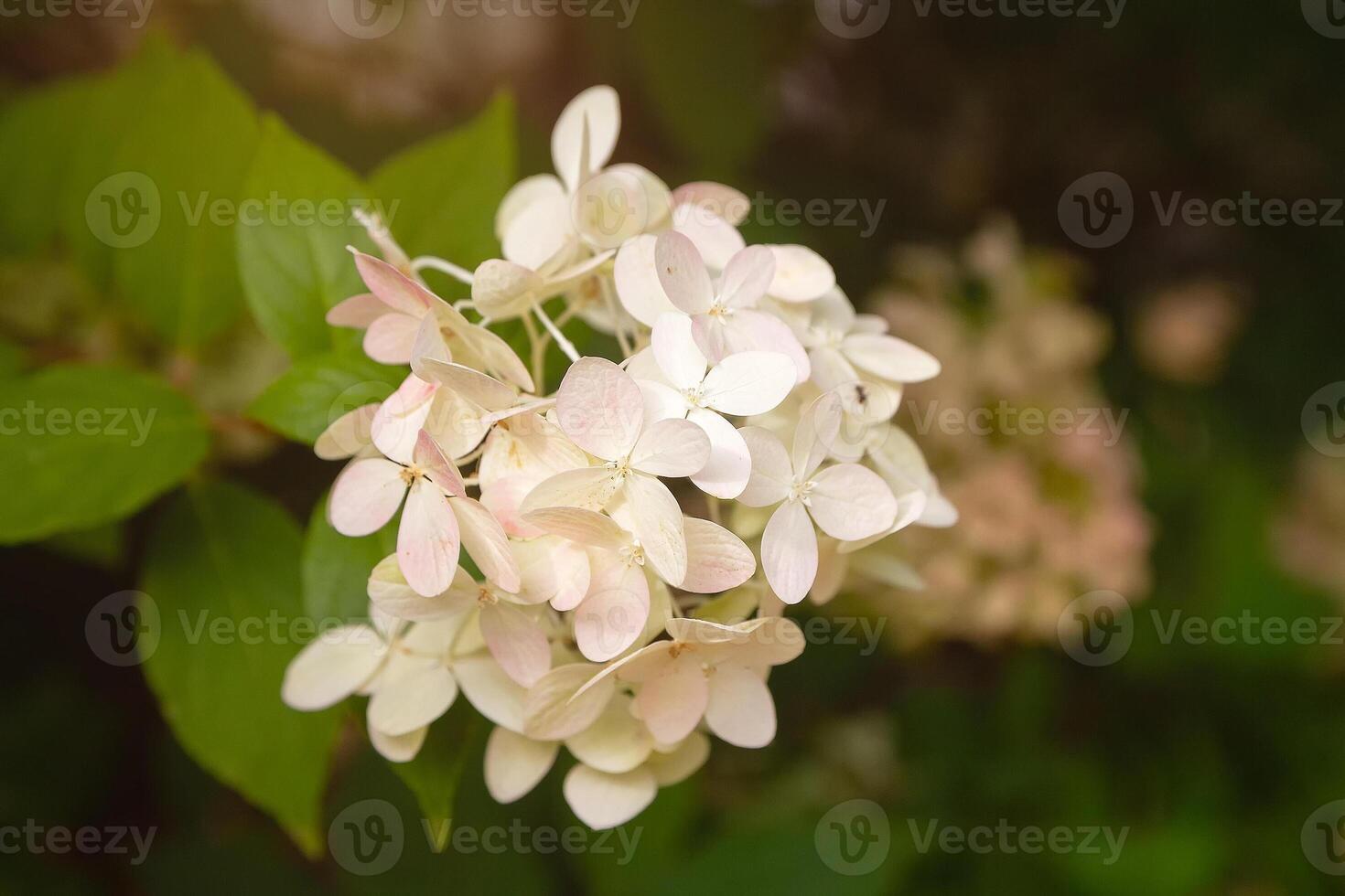 White and cream-colored hydrangea paniculata Limelight in the garden close-up. photo