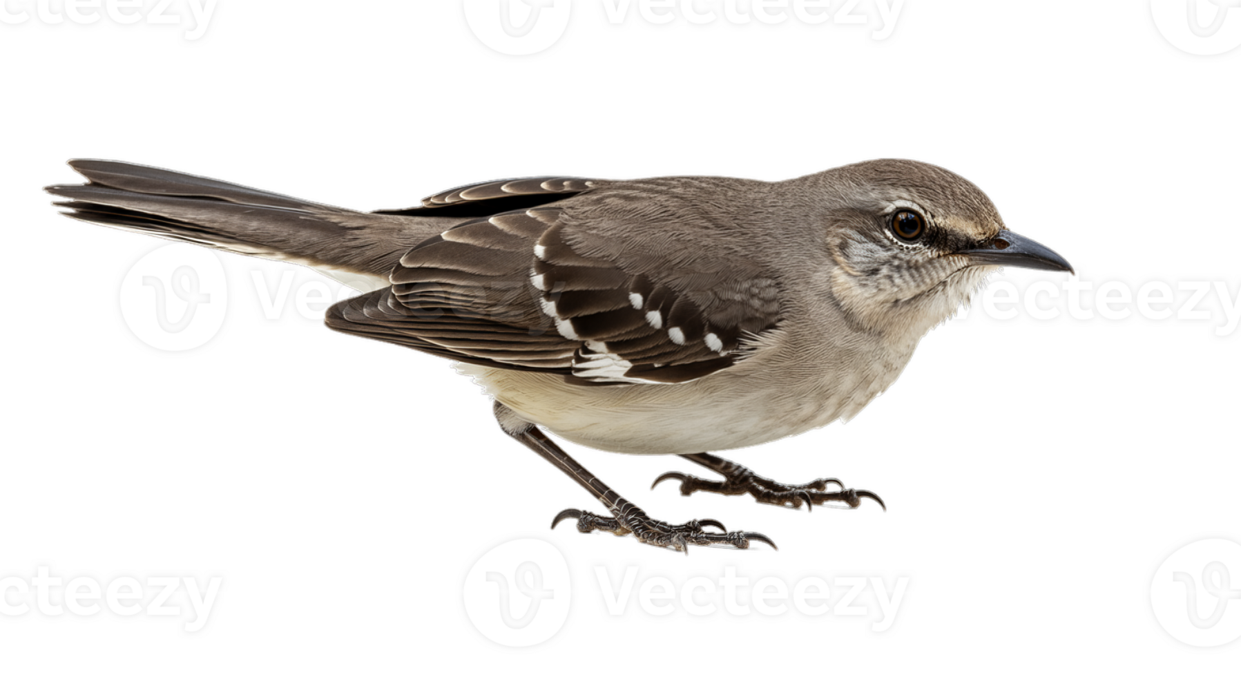 Detailed Gray Bird Standing Isolated on Transparent Background png