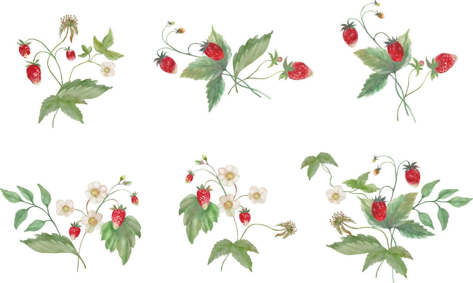 Strawberry Floral Arrangements in Watercolor. Hand-Painted Elements vector