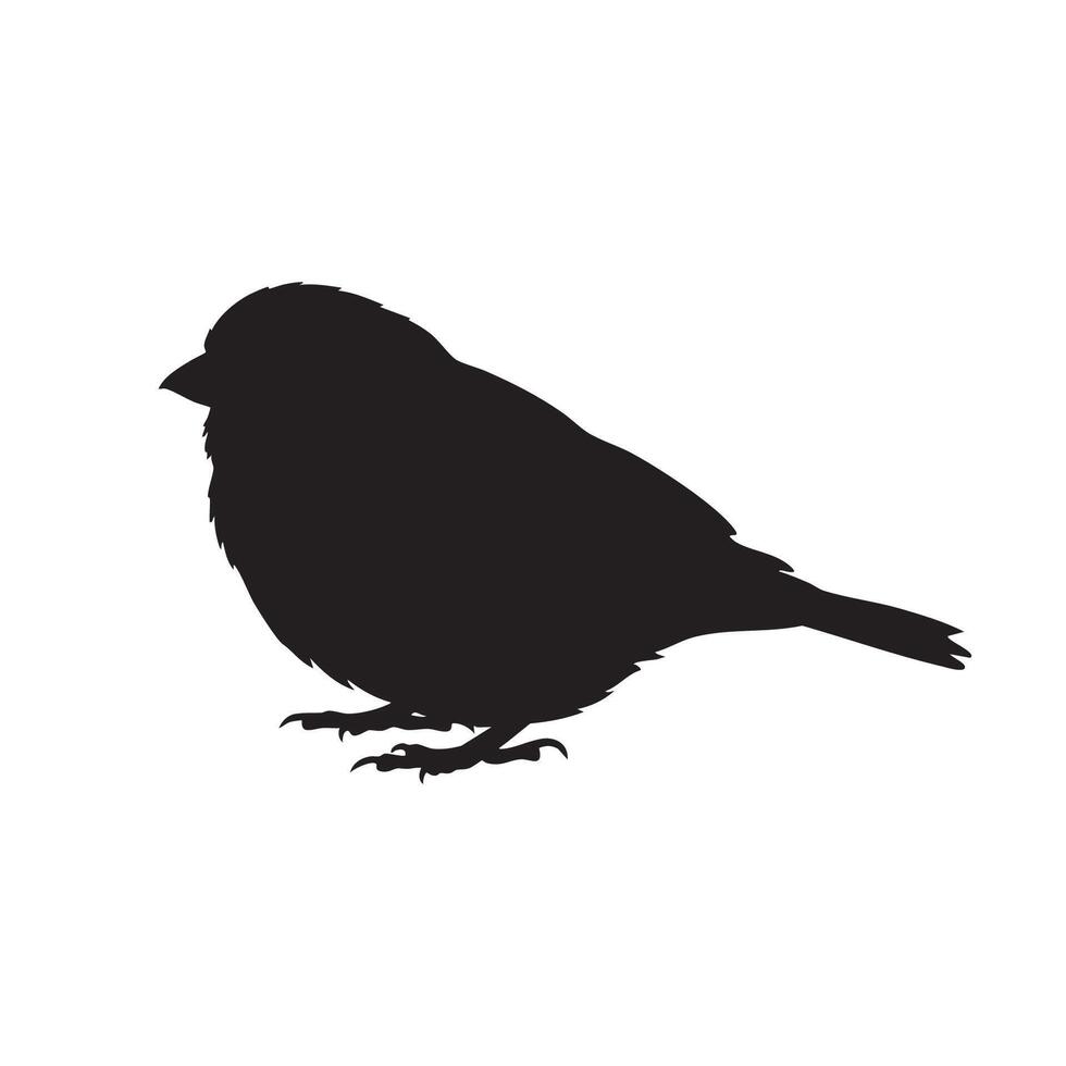 A detailed black silhouette of a small bird standing on white background silhouette isolated on white background vector