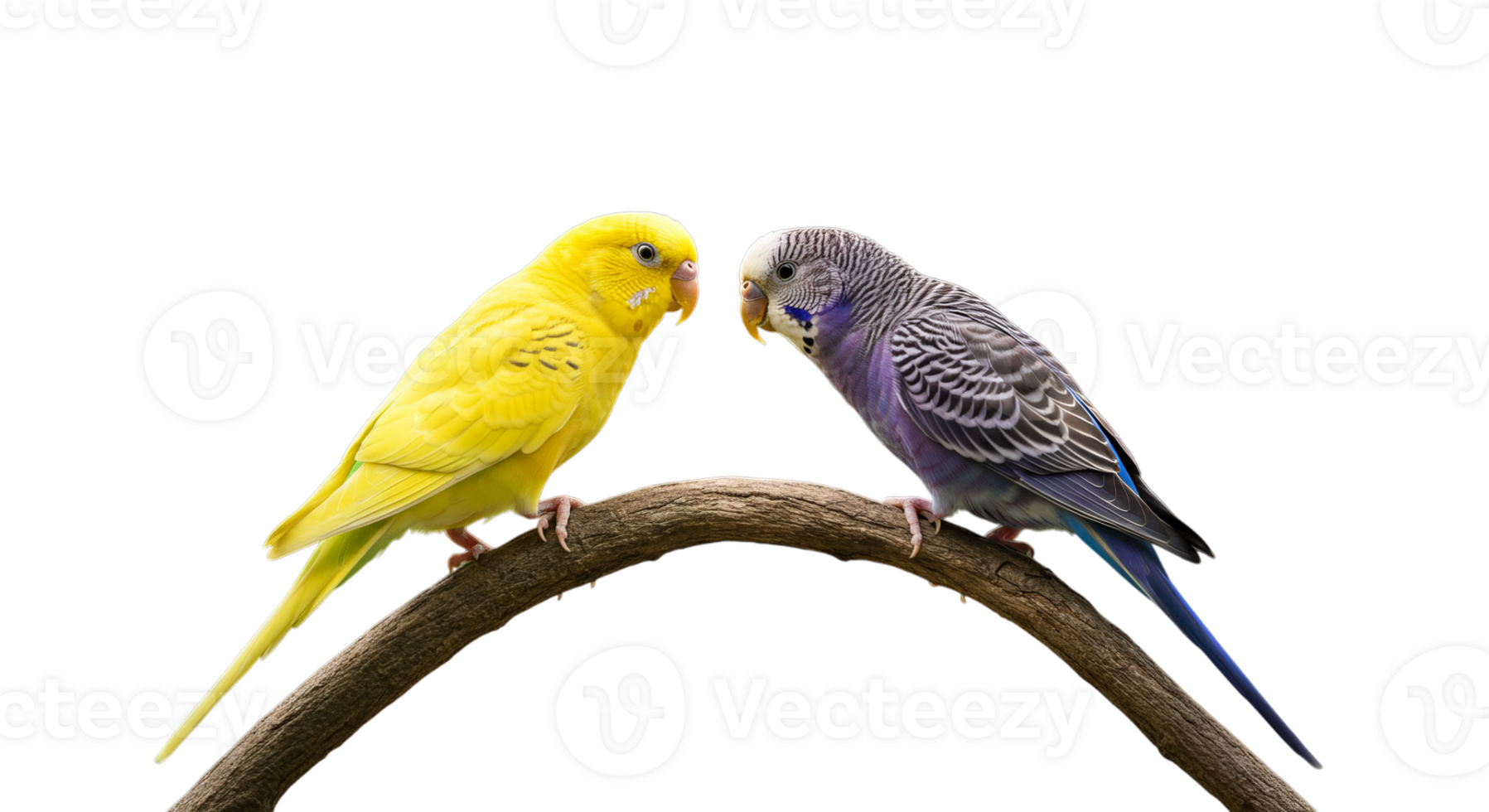 Pair of Colorful Budgerigars Perching on Branch Against Transparent Background png