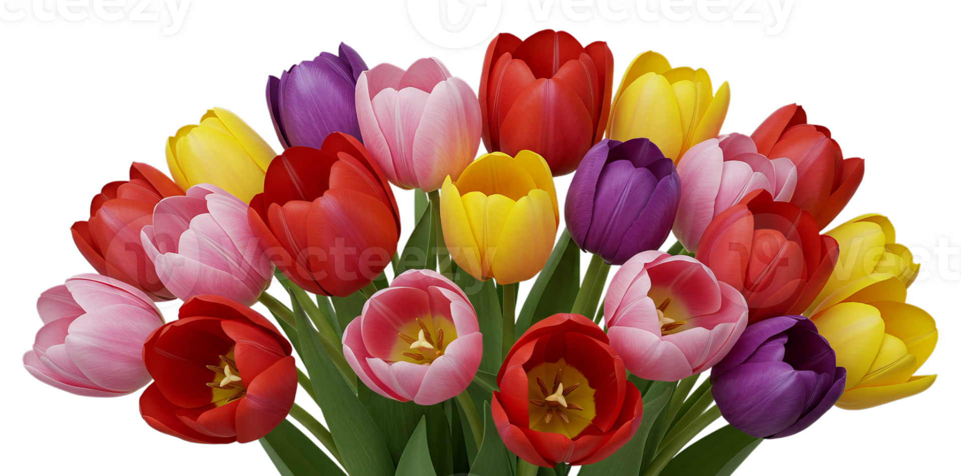 Colorful Tulip Bouquet with Red, Pink, Yellow and Purple Blooms on Transparent Background png