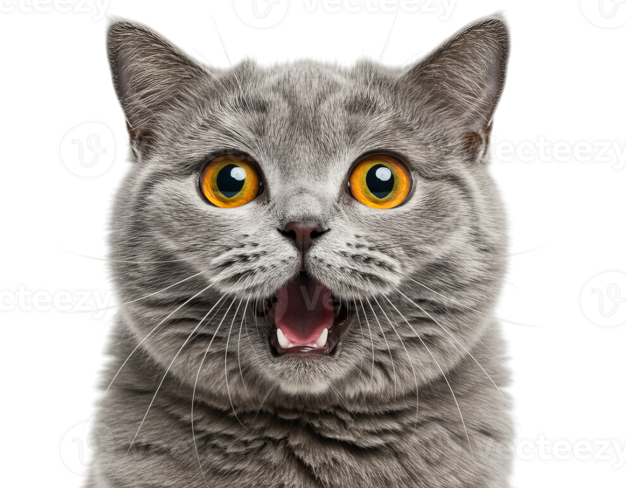 Surprised Gray Cat with Open Mouth on Transparent Background png