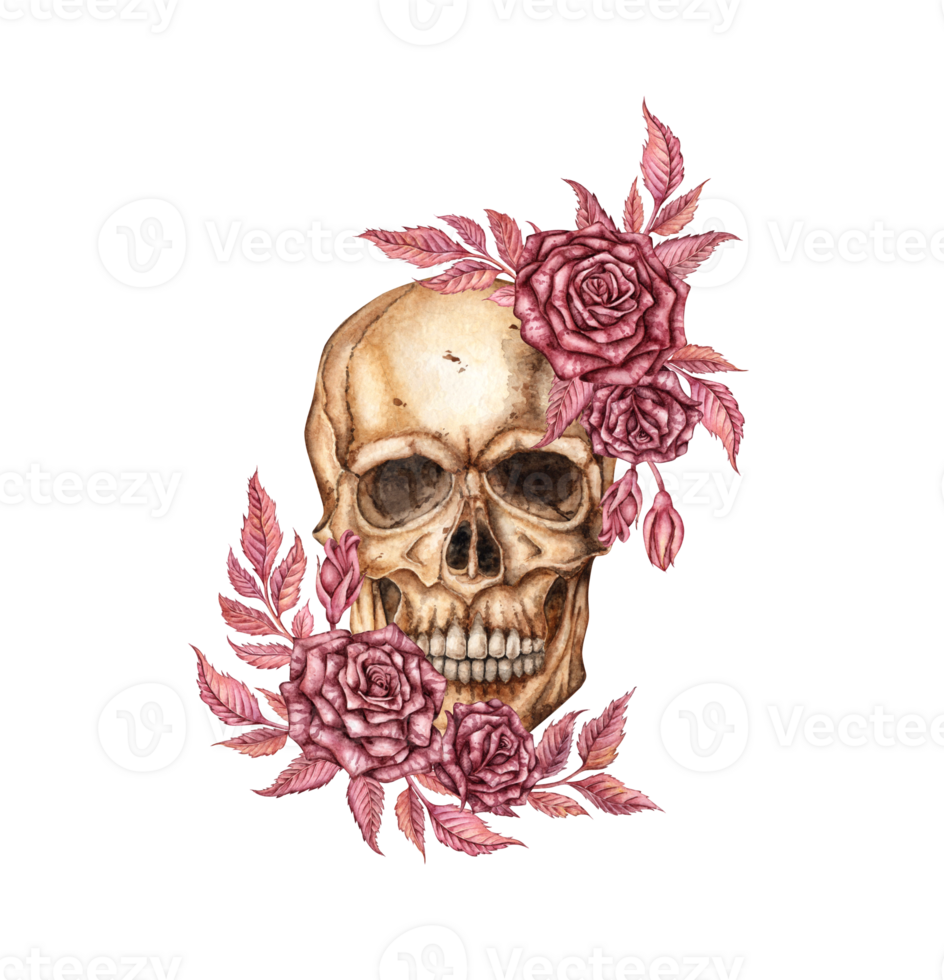 Human skull realistic front with dark red roses and buds watercolor illustration. Bones in gothic style. Day of the dead, Halloween, Dia de los muertos. Isolated from background. Symbolism png
