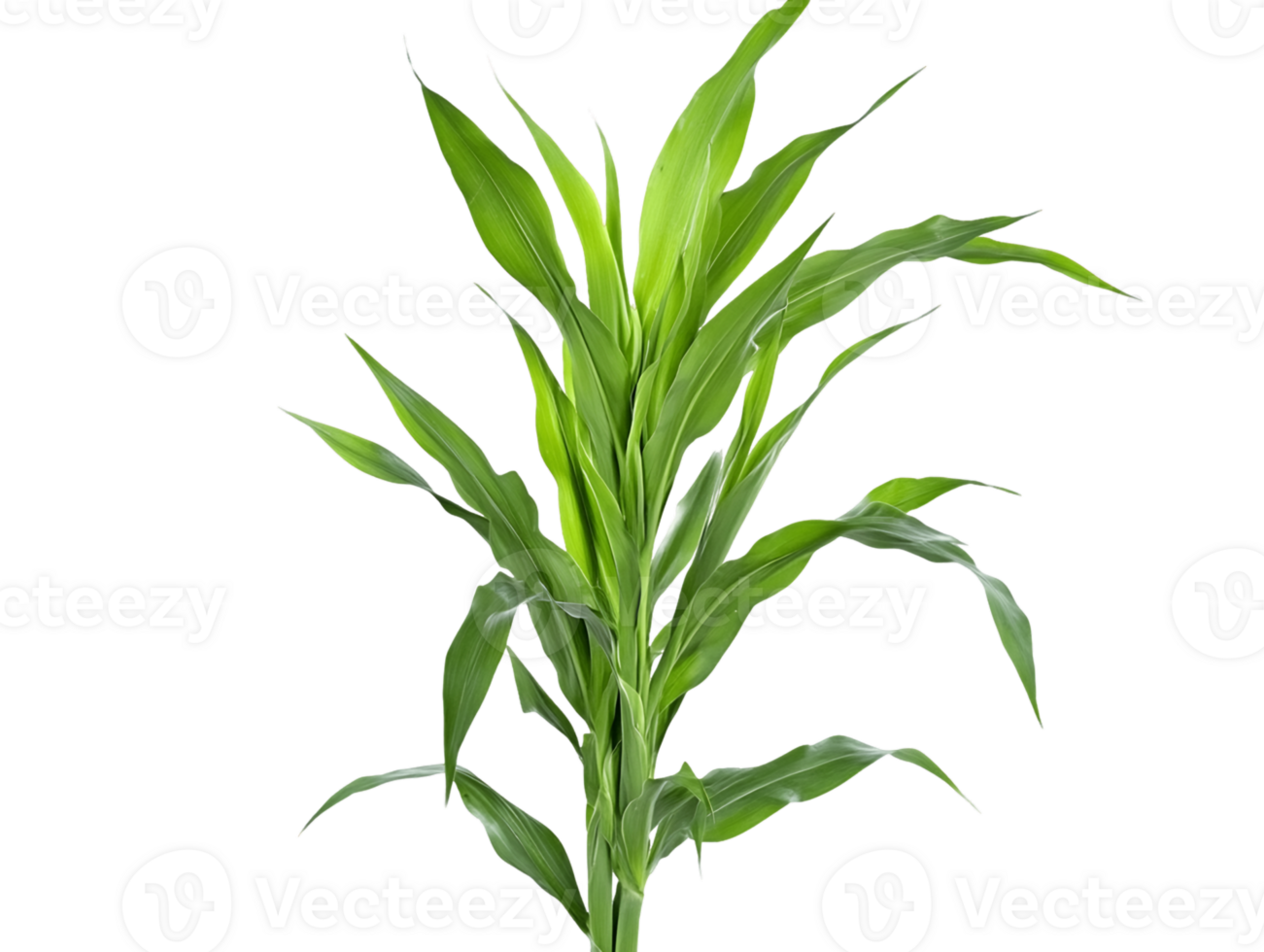 Vibrant Green Plant with Slender Leaves on Transparent Background png